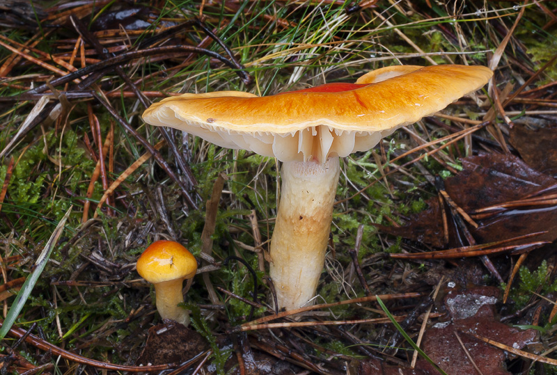 Hygrophorus aureus